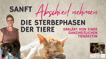 Wo kommen tote Tiere vom Tierarzt hin?