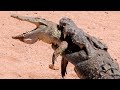Crocodilo ataca e devora seu filhote
