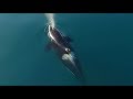 Косатка (Orcinus orca) - Killer Whale | Film Studio Aves