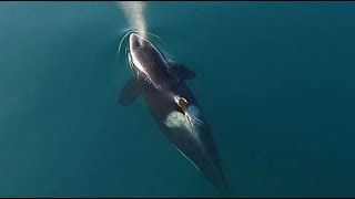 Косатка (Orcinus orca) - Killer Whale | Film Studio Aves