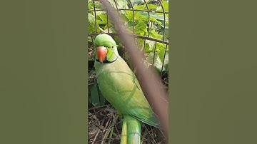 Parrots Are Hilarious