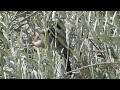 بلبلان على الزيتونة Two Bulbuls on the Olive tree