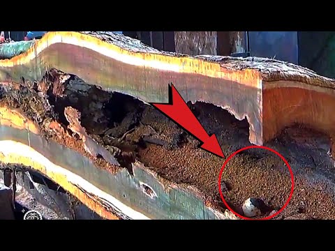 This Animal in Teak Wood Almost Killed Me || Sawmill