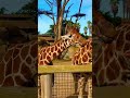 Munching 🤗 #shorts #youtubeshorts #animals #adorable