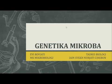 Video: Kesan Sinergistik APOE Dan Seks Pada Mikrobiom Usus Tikus Transgenik EFAD Muda