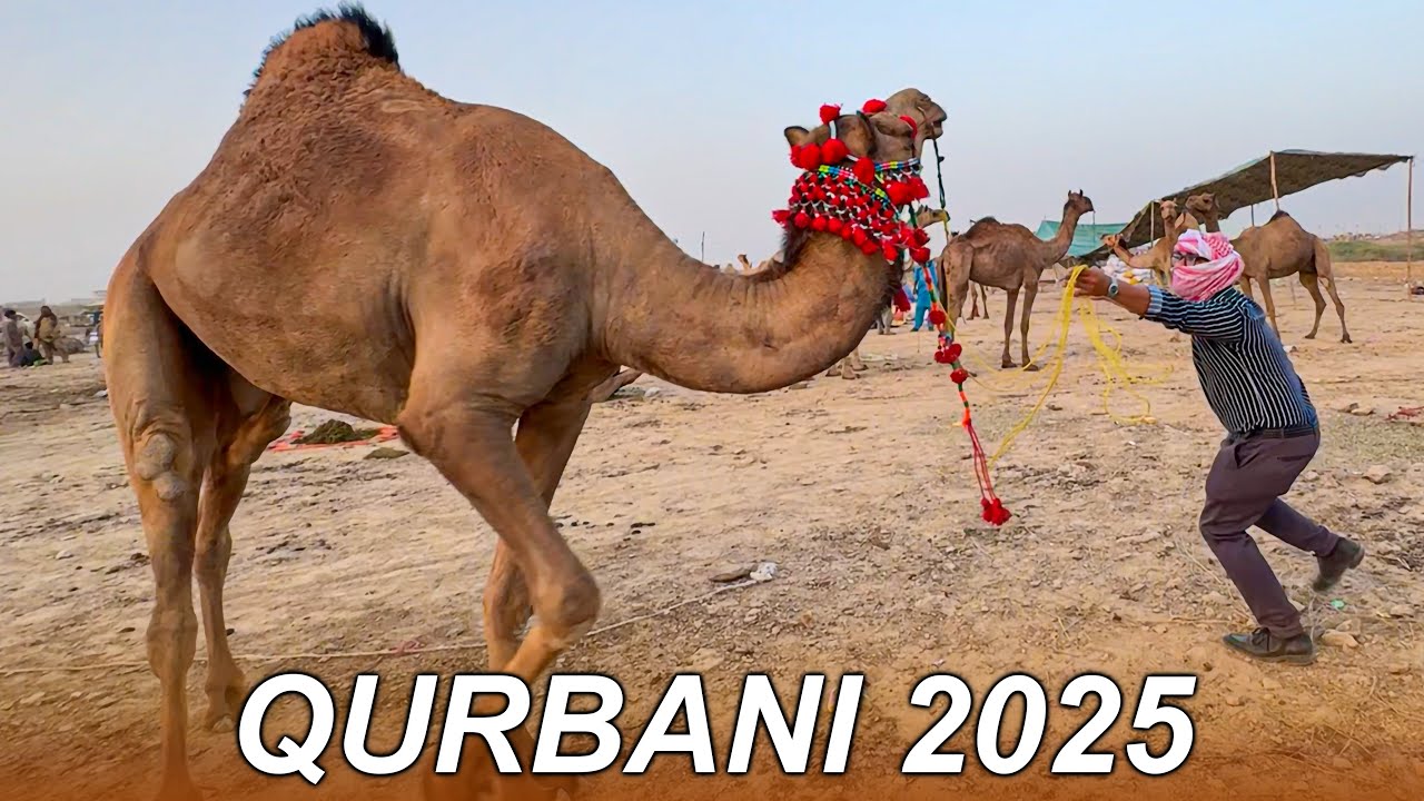Qurbani 2025 Ke Liye Dangerous Camel Khareed Liya !! 😍