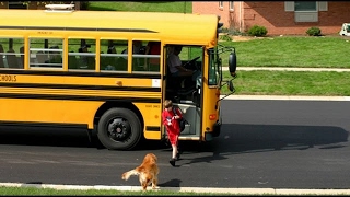 Dogs Waiting And Happy Welcoming When Kids Going Home On The School  Funny Dog Videos 2017