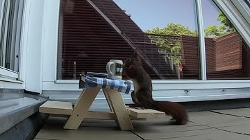 Squirrel gets his own picnic table