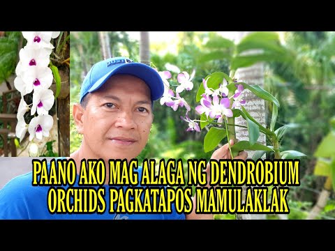 Video: Post Bloom Orchid Care - Paano Aalagaan ang Orchid Pagkatapos Mamulaklak