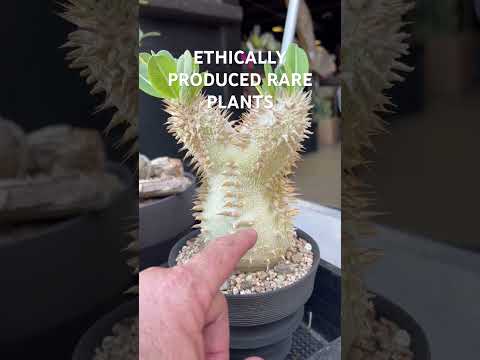 Seedgrown Pachypodium collection