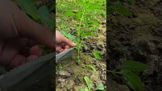 Growing and Harvesting Fresh Vegetables in My Garden | Traditional Lifestyle Vlog