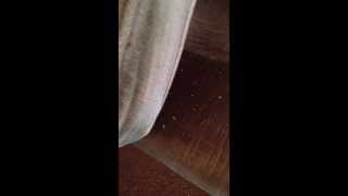 Avid Pest Services Hamilton , Bed bug heat extermination treatment Hamilton
