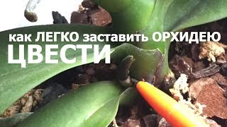 КАК легко ЗАСТАВИТЬ ЦВЕСТИ ОРХИДЕЮ сделайте это и орхидея начнет цвести