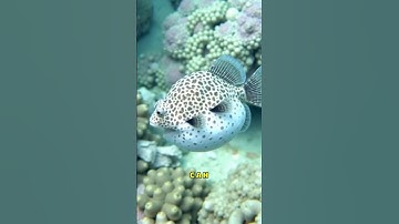 😨 Deadliest Creatures You Should NEVER Mess With!