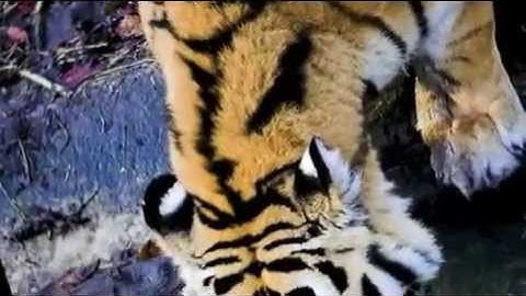 Fossil Record Debunks evolution THEORY