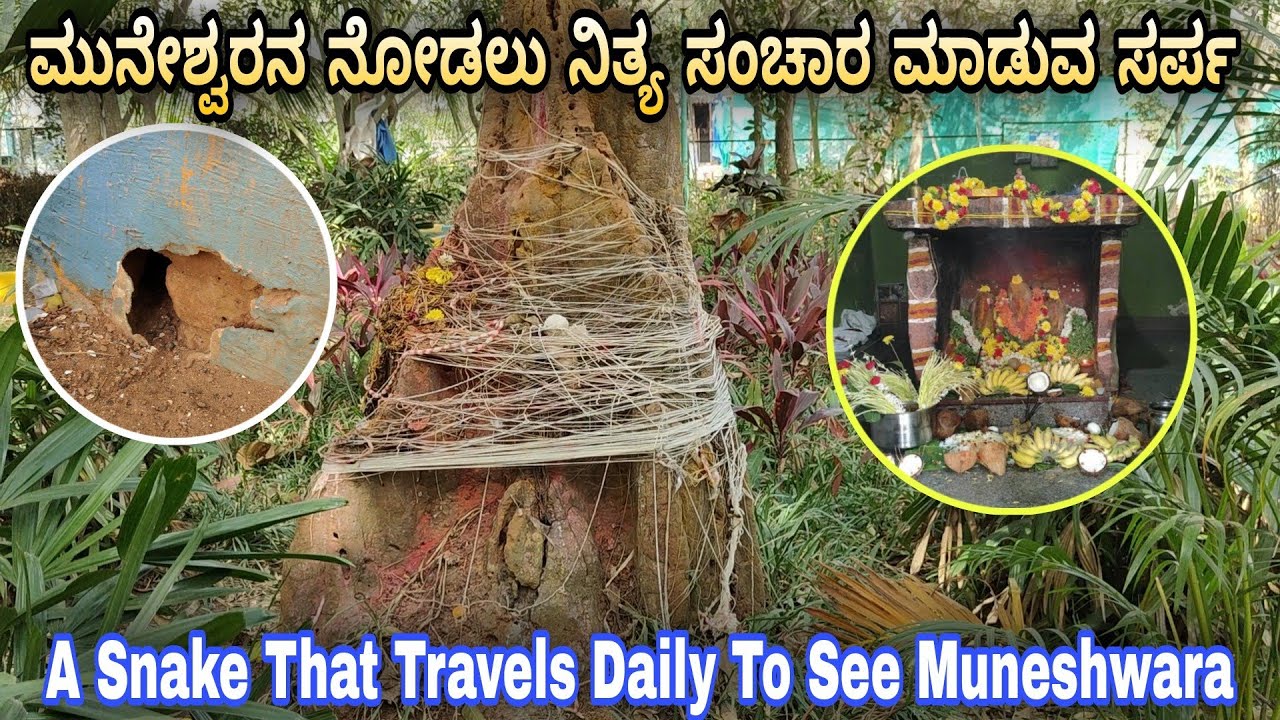 ಮುನೇಶ್ವರನ ನೋಡಲು ನಿತ್ಯ ಸಂಚಾರ ಮಾಡುವ ಹಾವು | ಮುನೇಶ್ವರ | Muneshwara | Snake | Narasimha NMD Vlogs.