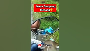 PRENJAK GACOR GAMPANG MENANG‼️ #prenjaktamu