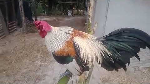 3 (2) Saib qaib seb nawb ib tsoom phooj ywg 2023