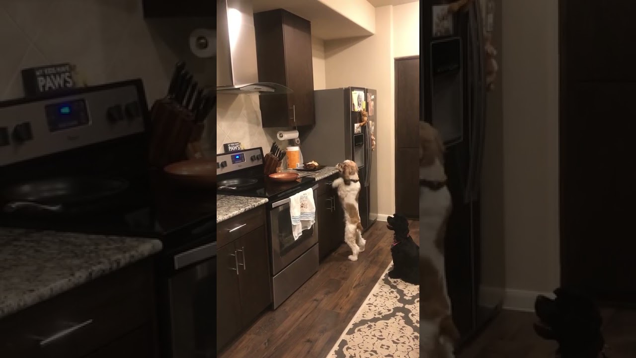 Dog Tries To Get Food Off Kitchen Counter Using Their Paws 1189275