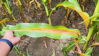 Unlocking Corn Plant Health: Nitrogen and Potassium Insights from Concept AgriTek
