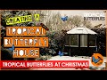 Tropical butterflies at christmas  tropical butterflies uk