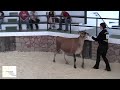 Dairy Cattle & Dairy Goats - Sheridan County Fair - Wed, Aug 3, 2022