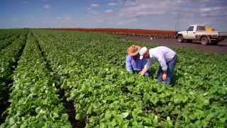 Queensland Agriculture, opportunities for growth