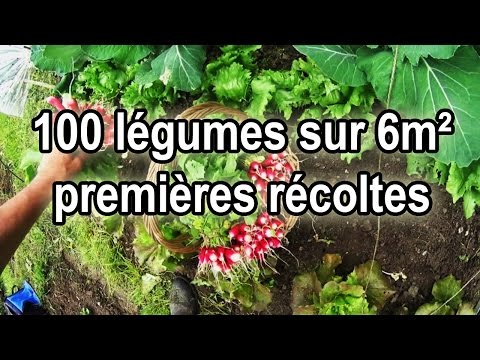 Vidéo: Légumes à Croissance Rapide