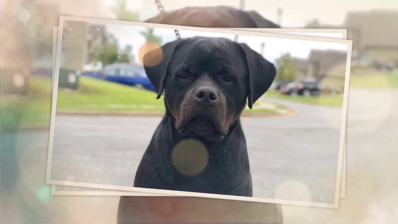 Rottweiler “watch him grow” the first 2 yrs Akbarforce Mack (Batman ...