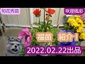 【福苗の紹介動画】苗youtuber　春の花を先取り　品質の良い苗の見極め　お花の選定眼を向上しよう