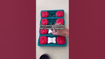 Puzzle Toy for Dogs Who Can’t Exercise 🧠🐾
