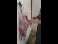 صيد طيب النيص ولحمه الفاخر مثل لحم الخروف صيد طيب النيص ولحمه الفاخر مثل لحم الخروف