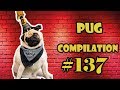 NEW ! Pug Compilation 138 - Funny Dogs but only Pug Videos | Instapug