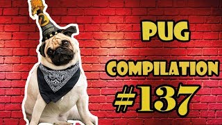 NEW ! Pug Compilation 138 - Funny Dogs but only Pug Videos | Instapug by pugscompilation1 6,387 views 5 years ago 34 minutes