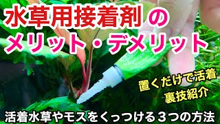 水草用接着剤の使い方「モスや活着水草をくっつける３つの方法」ADAネイチャーアクアリウム、水草水槽立ち上げ初心者、水草用ボンド、ウィローモス、アヌビアス、ボルビティス、ミクロソリウム、ブセファランドラ