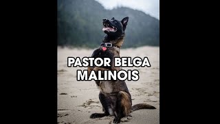 Cosas Que No Sabias De Los Perros Pastor Belga Malinois #Shorts