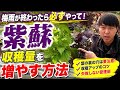 【紫蘇】収穫量増やす為に梅雨が終わったらコレやってください!!〇〇すると大きく育てることが出来ます!!