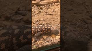Cute Lizard Walking #animals #reptiles #shorts