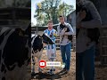 Messi with Cow 🐄 and Ronaldo carry a dog 🐕