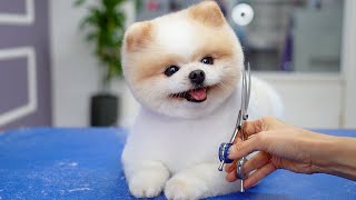 The cutest pomeranian dog haircut!  ❤What if someone steals it, because it's so cute !