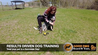 Tucker 21Day GOOD DOG Board N' Train Program At Sunnidale Boarding Kennels