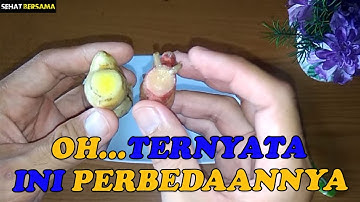 Perbedaan antara jahe merah dan jahe putih