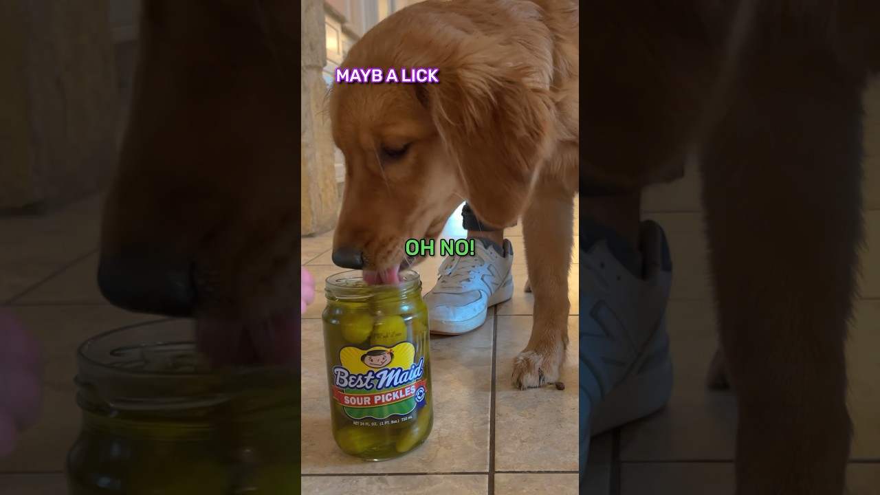 Human Food VS DOG Food!