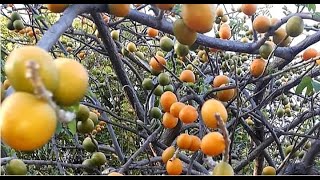 Como reproducir CIRUELO  por esqueje | Jocote yoyomo ciruela amarilla | SEGUNDA PARTE