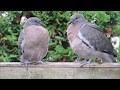 Woodpigeons from nesting to fledging