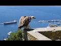 Griffon Vulture Release (2)