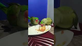 #parrot #facts #birds #pets #shortsfeed