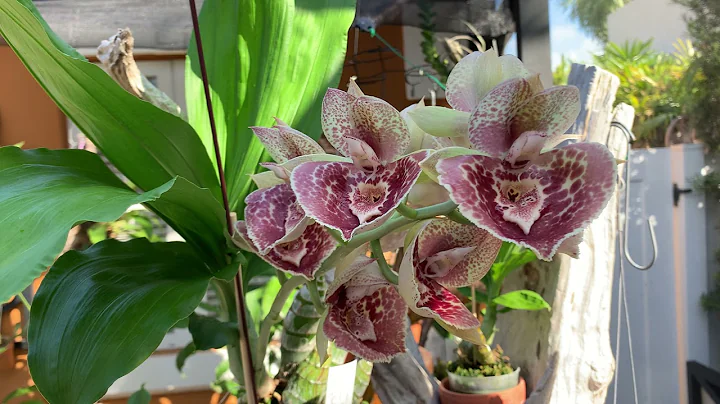 Catasetum  Penang (Ctsm. Susan Fuchs 'Burgundy Chi...