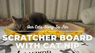 OUR CATS GOT NEW SCRATCHING BOARD WITH CATNIP | KUCINGKU DIAWANGAN