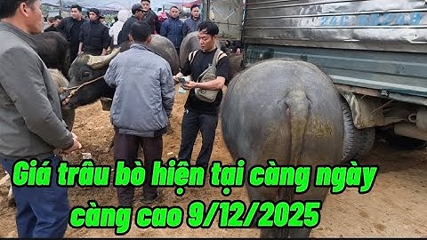 Ngày 9/12/2025 giá trâu bò cốc ly mới nhất 